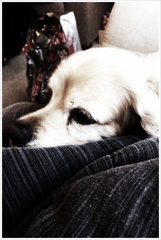 birthday dog